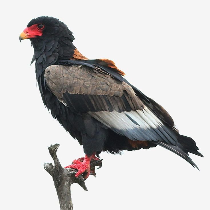 Bateleur Eagle in Tanzania